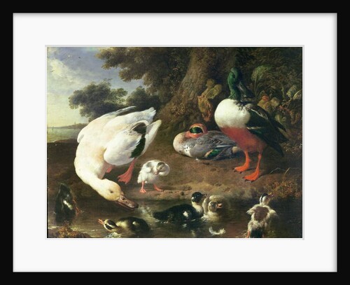 Farmyard ducks by Melchior de Hondecoeter
