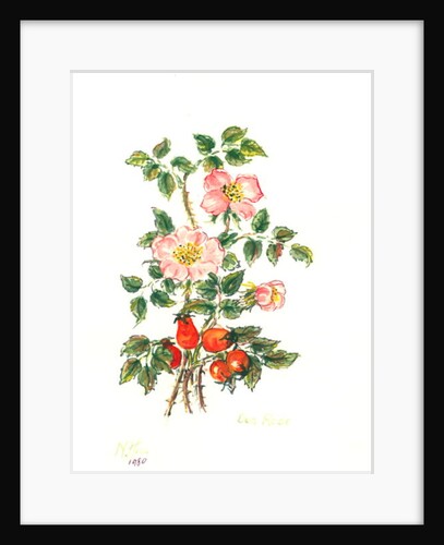 Dog Rose, 1980 by Nell Hill