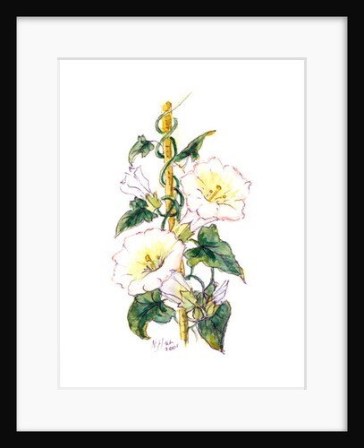 Convulvulous, 2001 by Nell Hill