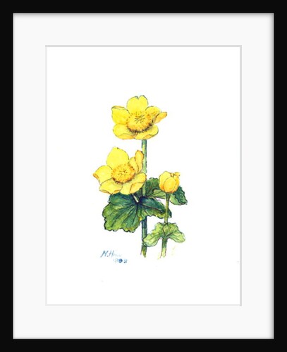 Marsh Marigold, 1998 by Nell Hill