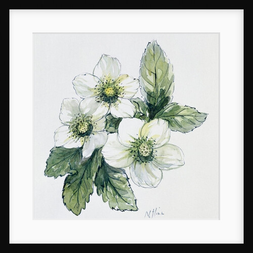 Christmas rose by Nell Hill