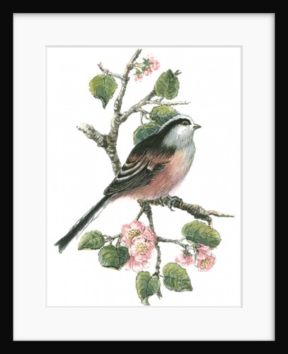 Long tailed tit and cherry blossom by Nell Hill