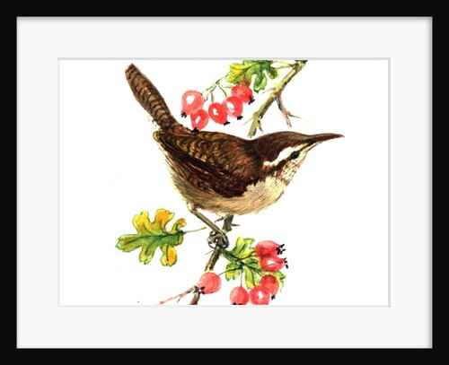 Wren and rosehips by Nell Hill
