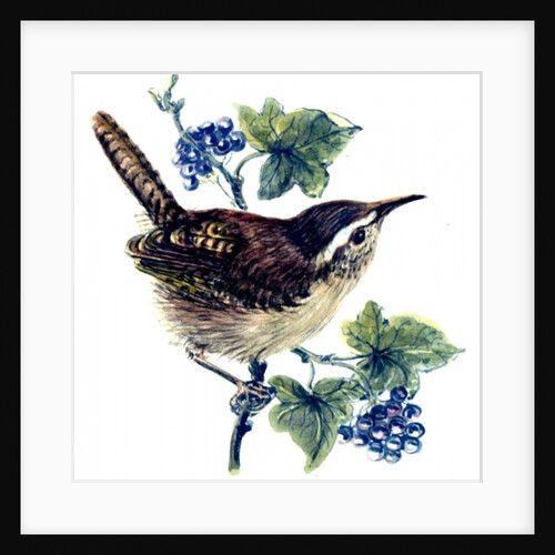 Wren in the ivy by Nell Hill