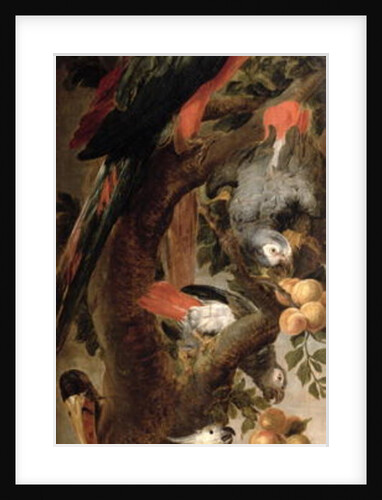 Macaws and Parrots by Frans Snyders or Snijders