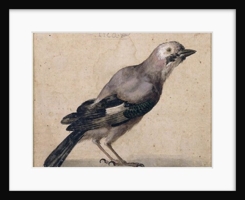 A Jay by Benedetto Luti