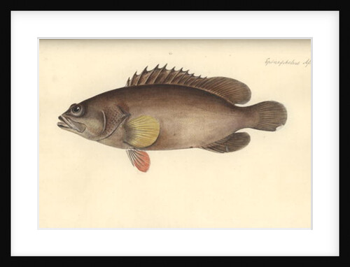 Alphestes afer, before 1793 by German School