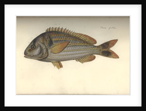 Perca juba, before 1792 by Johann Friedrich Hennig