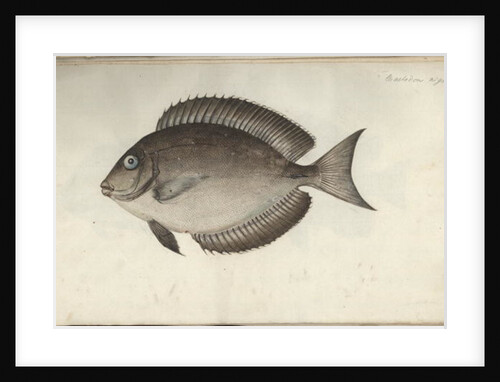 Chaetodon nigricans, before 1787 by Friedrich August Kruger