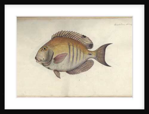 Chaetodon chirurgus, before 1787 by Friedrich August Kruger