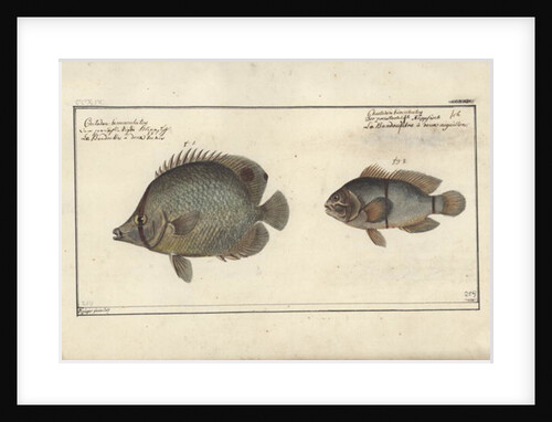 Chaetodon ocellatus, before 1790 by Friedrich August Kruger