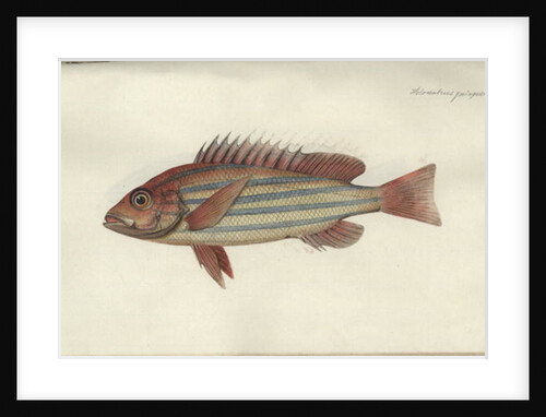 Lutjanus quinquelineatus, before 1790 by Johann Friedrich Hennig