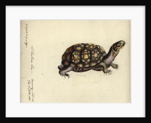 Terrapene carolina, by Friedrich Zehelein by Daniel Friedrich Sotzmann