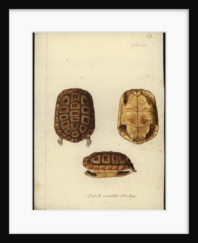 Homopus areolatus, before 1792 by Friedrich Wilhelm Wunder