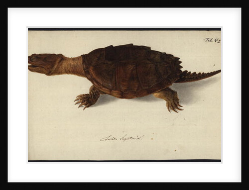 Chelydra serpentina, before 1792 by Friedrich Wilhelm Wunder