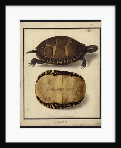 Chrysemys picta, before 1792 by Friedrich Wilhelm Wunder