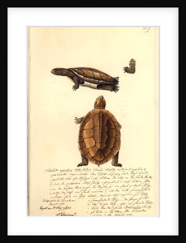 Platemys platicephala, 1793 by Friedrich August Kruger