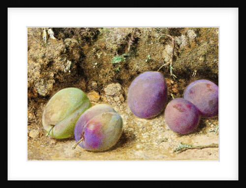 Ripe and Unripe Plums, c.1860 by William Henry Hunt