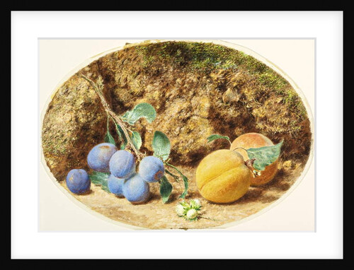 Purple Plums, Apricots and Woodnuts, c.1860 by William Henry Hunt