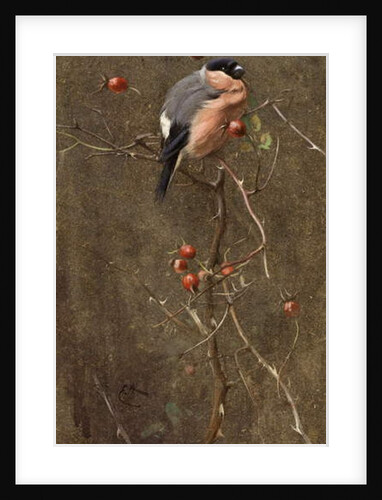 The Bullfinch by Edwin John Alexander