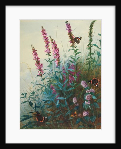 Purple Loosestrife and Watermint, c.1910-20 by Archibald Thorburn