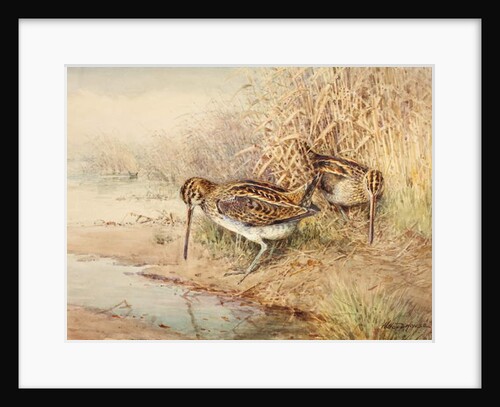 Snipe by William Woodhouse