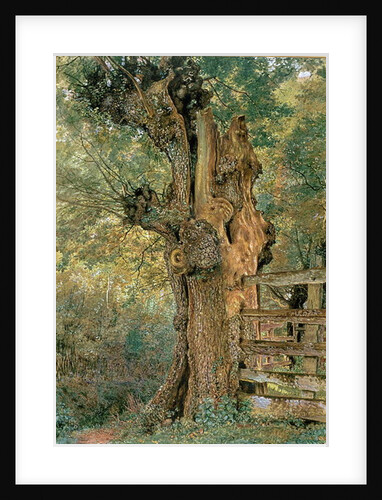 Pollard elm on the edge of the village pound by William Henry Hunt