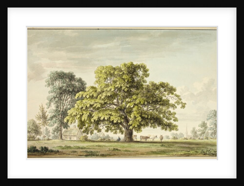 A Walnut Tree at Denton, near Grantham by Anthony Devis