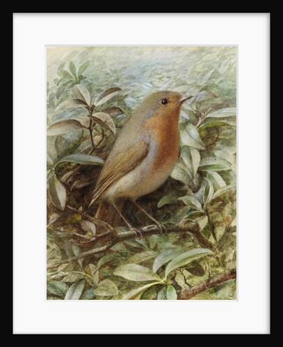 Robin on a Twig by Alexander Macdonald