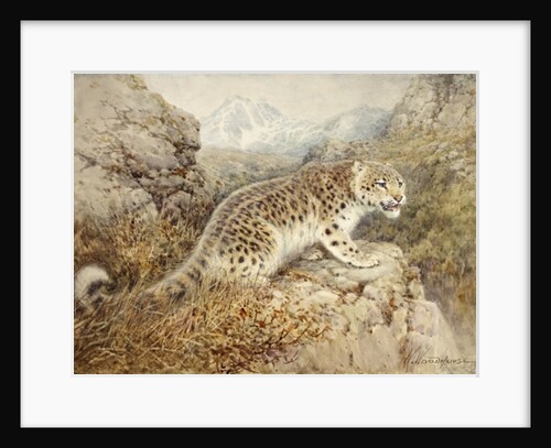 Snow Leopard, c.1920 by William Woodhouse