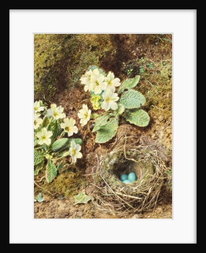 Primroses and Bird's Nest with Three Blue Eggs by William Henry Hunt