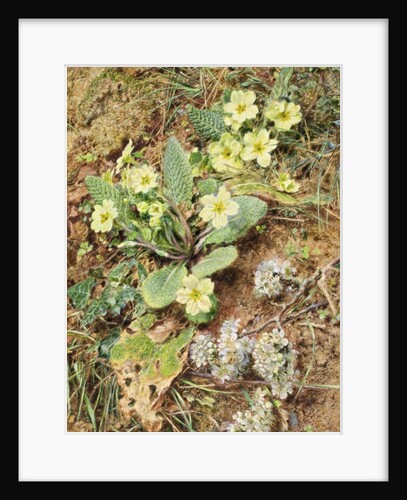 Bank of Primroses and Blackthorn by William Henry Hunt