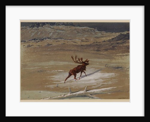 Stag, 1871 by Ernest Henry Griset