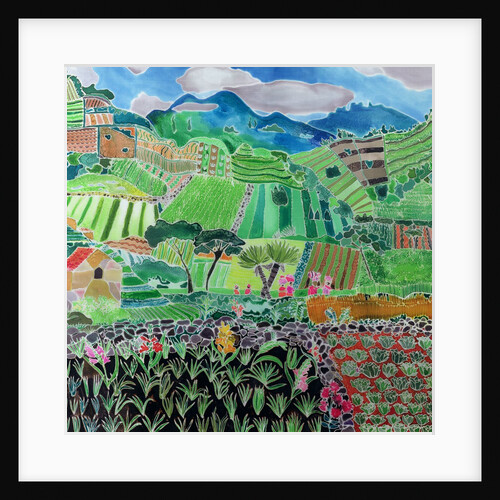 Cabbages and Lilies, Solola Region, Guatemala, 1993 by Hilary Simon