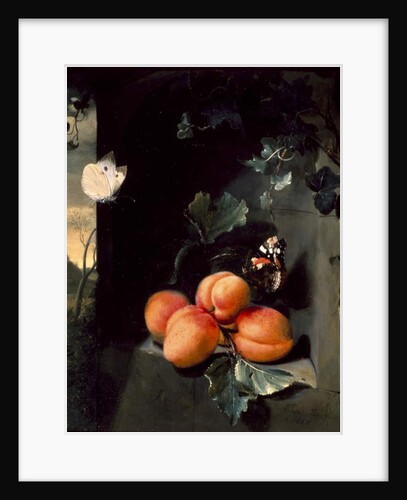 Still Life with Apricots and Butterflies, 1683 by Jan Mortel