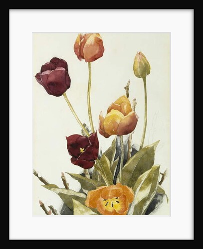 Tulips, 1933 by Charles Demuth