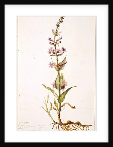 Wild Gili Flower of the Prairie on the Banks of the Canadian River, Indian Territory, 1869 by Vincent Colyer