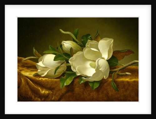 Magnolias on Gold Velvet Cloth, c.1888-90 by Martin Johnson Heade