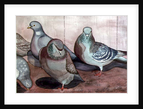 Pigeons by Carolyn Hubbard-Ford