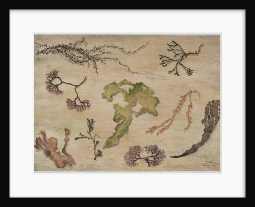 Seaweed, 1992 by Carolyn Hubbard-Ford