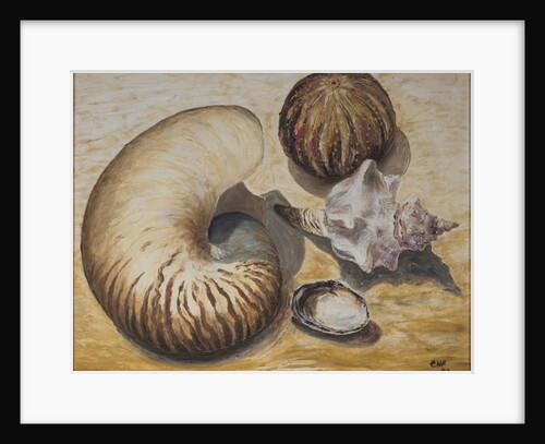 Seashells, 1993 by Carolyn Hubbard-Ford