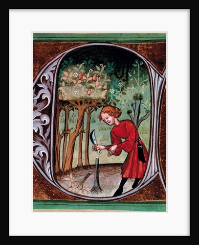 Letter A illustration of a peasant extracting a graft by Pietro de' Crescenzi