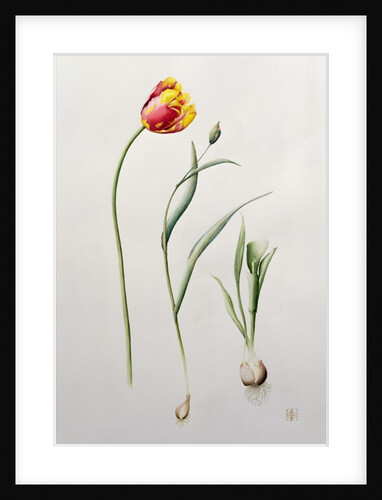 Parrot Tulip, 1995 by Iona Hordern