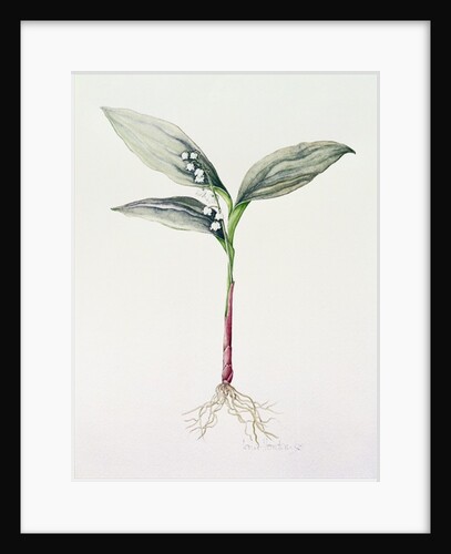 Lily of the Valley, 1995 by Iona Hordern