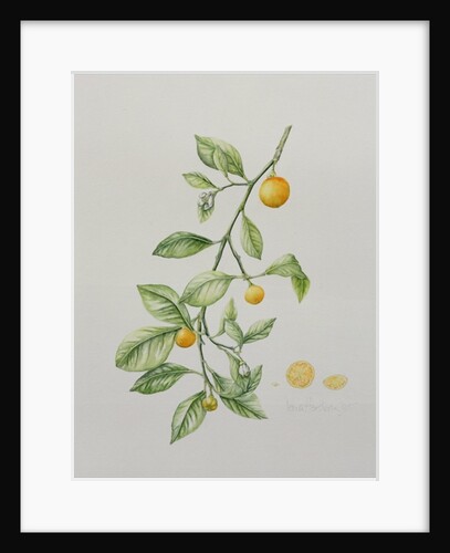 Ornamental Orange, 1995 by Iona Hordern