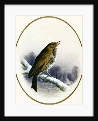 Song Thrush, 1884 by Harry Bright