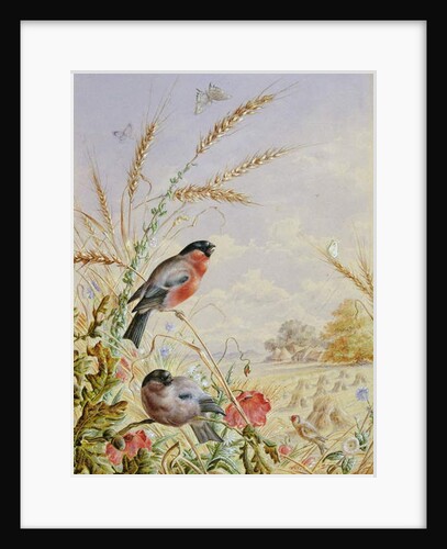 Bullfinches in a harvest field by Harry Bright