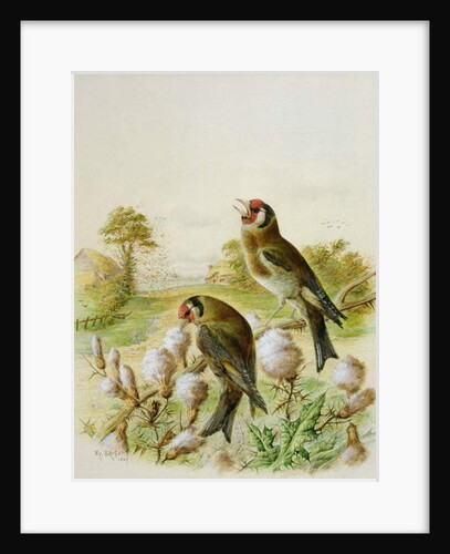 Goldfinches on thistles, 1889 by Harry Bright