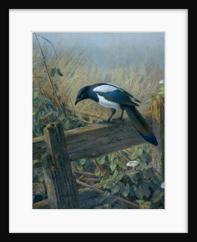 The Magpie by Johan Gerard Keulemans