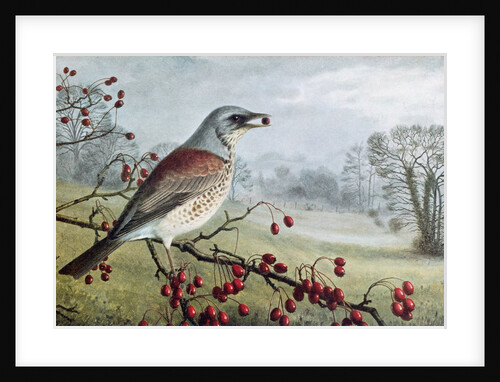 Fieldfare by Raymond Booth